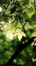 Pflanzen,Bäume,Blätter für LG Optimus Swift GT540
