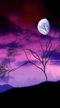 Landschaft,Bäume,Sky,Mond für Meizu MX4 Pro