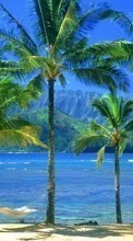 Lade kostenlos Hintergrundbilder Landschaft,Bäume,Sea,Strand,Palms für Handy oder Tablet herunter.