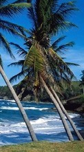 Lade kostenlos Hintergrundbilder Landschaft,Wasser,Bäume,Sea,Palms für Handy oder Tablet herunter.