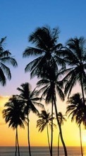 Lade kostenlos Hintergrundbilder Landschaft,Bäume,Sunset,Sea,Palms für Handy oder Tablet herunter.