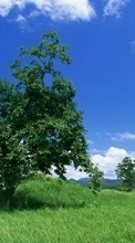 Lade kostenlos Hintergrundbilder Landschaft,Bäume,Sky,Clouds für Handy oder Tablet herunter.