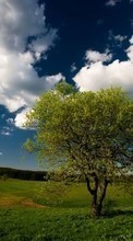 Lade kostenlos Hintergrundbilder Landschaft,Bäume,Felder,Sky,Clouds für Handy oder Tablet herunter.