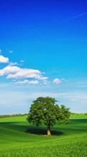 Lade kostenlos Hintergrundbilder Bäume,Felder,Sky,Clouds,Landschaft für Handy oder Tablet herunter.