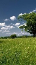 Lade kostenlos Hintergrundbilder Landschaft,Bäume,Grass,Sky für Handy oder Tablet herunter.