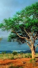 Lade kostenlos Hintergrundbilder Landschaft,Bäume,Savanna,Clouds für Handy oder Tablet herunter.