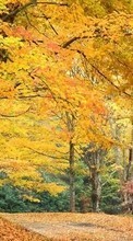 Lade kostenlos 360x640 Hintergrundbilder Landschaft,Bäume,Herbst für Handy oder Tablet herunter.