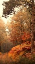 Lade kostenlos Hintergrundbilder Bäume,Herbst,Landschaft für Handy oder Tablet herunter.