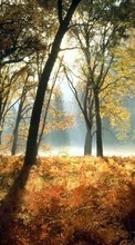 Bäume,Herbst,Landschaft für LG Optimus L7 2 P715