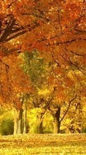 Bäume,Herbst,Landschaft für Sony Xperia Neo L MT25i
