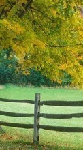 Lade kostenlos 240x400 Hintergrundbilder Landschaft,Bäume,Herbst für Handy oder Tablet herunter.