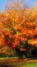 Lade kostenlos 240x320 Hintergrundbilder Landschaft,Bäume,Herbst für Handy oder Tablet herunter.