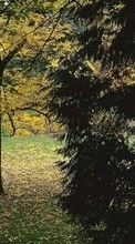 Lade kostenlos 1024x600 Hintergrundbilder Landschaft,Bäume,Herbst für Handy oder Tablet herunter.