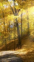 Lade kostenlos 320x480 Hintergrundbilder Landschaft,Bäume,Herbst,Sun für Handy oder Tablet herunter.