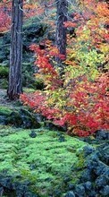 Lade kostenlos 128x160 Hintergrundbilder Landschaft,Bäume,Herbst für Handy oder Tablet herunter.