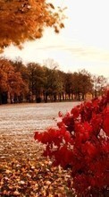 Lade kostenlos Hintergrundbilder Landschaft,Bäume,Felder,Herbst für Handy oder Tablet herunter.