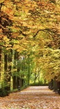Lade kostenlos Hintergrundbilder Bäume,Herbst,Landschaft,Natur für Handy oder Tablet herunter.
