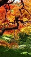 Lade kostenlos 800x480 Hintergrundbilder Pflanzen,Landschaft,Bäume,Herbst für Handy oder Tablet herunter.
