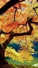 Lade kostenlos Hintergrundbilder Pflanzen,Landschaft,Bäume,Herbst für Handy oder Tablet herunter.