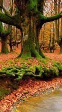 Bäume,Herbst,Landschaft,Flüsse für Samsung Galaxy Tab 4