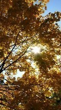 Lade kostenlos 320x240 Hintergrundbilder Landschaft,Bäume,Herbst,Sun für Handy oder Tablet herunter.