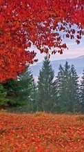Lade kostenlos Hintergrundbilder Bäume,Herbst,Feiertage für Handy oder Tablet herunter.