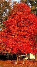 Lade kostenlos Hintergrundbilder Pflanzen,Natur,Bäume,Herbst für Handy oder Tablet herunter.