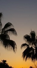 Lade kostenlos 1024x600 Hintergrundbilder Landschaft,Bäume,Sunset,Palms für Handy oder Tablet herunter.
