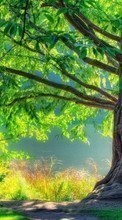 Landschaft,Bäume für Sony Xperia C5 Ultra