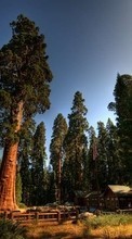 Landschaft,Bäume für HTC Magic