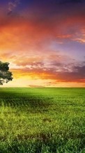 Lade kostenlos Hintergrundbilder Landschaft,Bäume,Sunset,Felder,Sun für Handy oder Tablet herunter.
