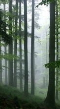 Bäume,Landschaft,Natur für HTC Desire 816