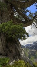 Lade kostenlos Hintergrundbilder Bäume,Landschaft,Natur für Handy oder Tablet herunter.