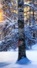 Lade kostenlos Hintergrundbilder Bäume,Landschaft,Natur,Schnee,Winterreifen für Handy oder Tablet herunter.