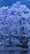 Lade kostenlos Hintergrundbilder Bäume,Landschaft,Sakura für Handy oder Tablet herunter.