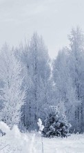 Lade kostenlos Hintergrundbilder Landschaft,Bäume,Schnee für Handy oder Tablet herunter.