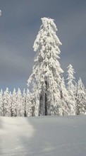 Lade kostenlos Hintergrundbilder Landschaft,Bäume,Schnee für Handy oder Tablet herunter.