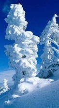Bäume,Landschaft,Schnee für Samsung Galaxy Mini S5570
