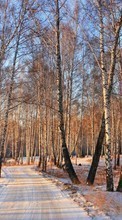 Lade kostenlos Hintergrundbilder Bäume,Landschaft,Schnee für Handy oder Tablet herunter.