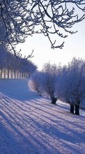 Lade kostenlos Hintergrundbilder Landschaft,Winterreifen,Bäume,Sun,Schnee für Handy oder Tablet herunter.