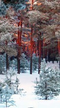 Lade kostenlos Hintergrundbilder Schnee,Landschaft,Bäume,Kiefer für Handy oder Tablet herunter.
