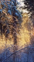 Lade kostenlos Hintergrundbilder Landschaft,Winterreifen,Bäume,Sunset,Schnee für Handy oder Tablet herunter.