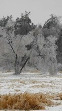 Lade kostenlos 1280x800 Hintergrundbilder Landschaft,Winterreifen,Bäume,Schnee für Handy oder Tablet herunter.