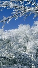 Lade kostenlos 540x960 Hintergrundbilder Landschaft,Winterreifen,Bäume,Schnee für Handy oder Tablet herunter.