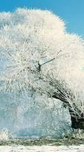 Lade kostenlos 1024x768 Hintergrundbilder Landschaft,Winterreifen,Bäume,Schnee für Handy oder Tablet herunter.
