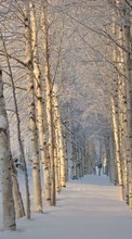 Lade kostenlos Hintergrundbilder Landschaft,Winterreifen,Bäume,Schnee für Handy oder Tablet herunter.