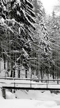 Lade kostenlos 320x480 Hintergrundbilder Landschaft,Winterreifen,Bäume,Schnee für Handy oder Tablet herunter.