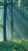 Landschaft,Bäume,Sun für Samsung Galaxy Y Pro Duos
