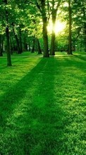 Lade kostenlos Hintergrundbilder Landschaft,Bäume,Grass,Sun für Handy oder Tablet herunter.