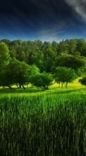Lade kostenlos Hintergrundbilder Landschaft,Bäume,Grass für Handy oder Tablet herunter.